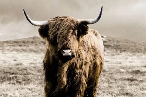 Hazenkamp Fachhändler Highlander 120x80cm (202170)