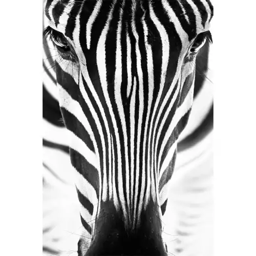 Zebra Nahaufnahme 80x120x2cm