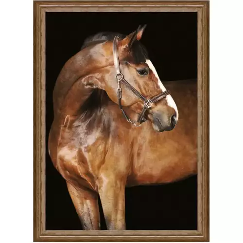 Hazenkamp Fachhändler Braunes Pferd 1 60x80x3cm (105173)
