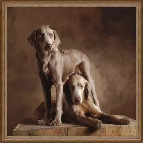 Hazenkamp Fachhändler Langhaar-Weimaraner 100x100x3cm (102643)