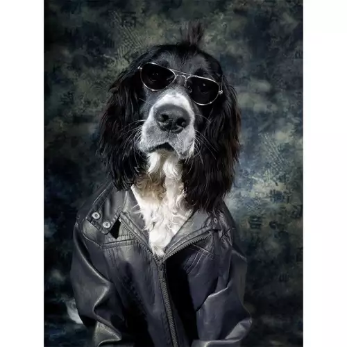 Hund mit Lederjacke 60x80x2cm