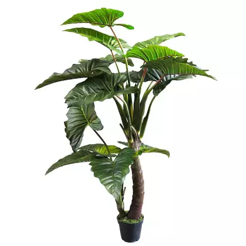 Caladium Gigantium 220x50x50cm