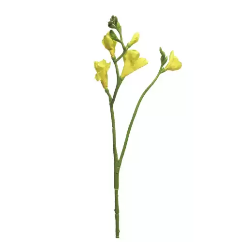 Hazenkamp Fachhändler Freesia floramunda gelb 65cm (200988)
