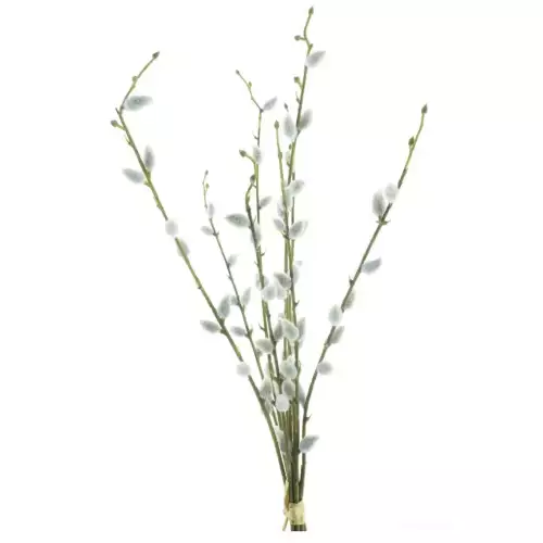 Salix Chartreux Bündel 54cm