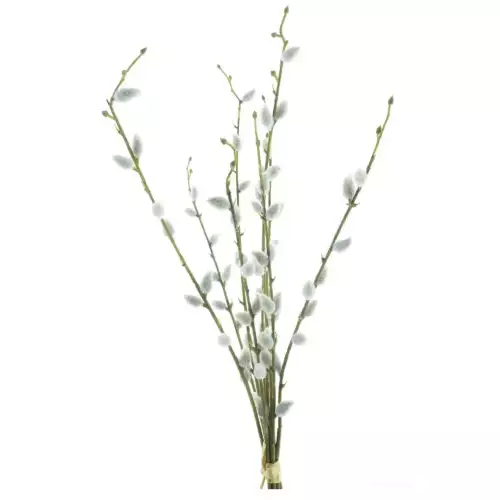 Hazenkamp Fachhändler Salix Chartreux Bündel 54cm (200990)