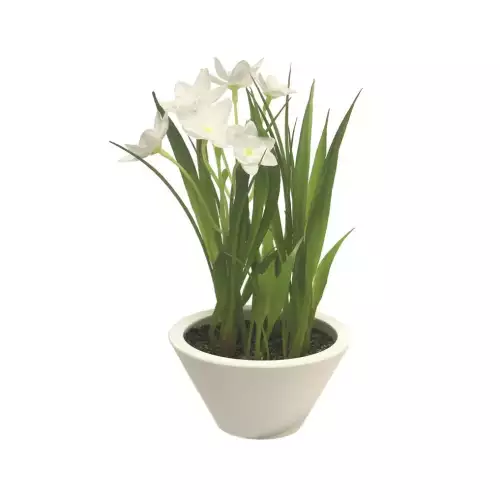 Narzisse mit weißem Topf creme 18cm