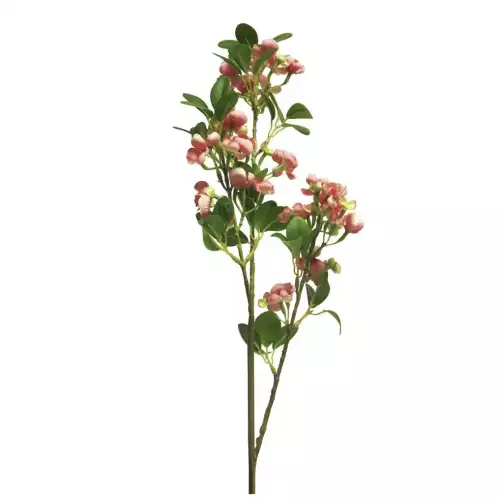 Wilde Seringa Auke rot 65cm