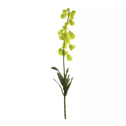 Hazenkamp Fachhändler Campanula spray gelb 92cm (201005)