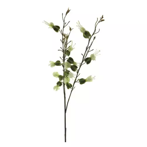 Hazenkamp Fachhändler Dicentra Sprühcreme 81cm (201014)